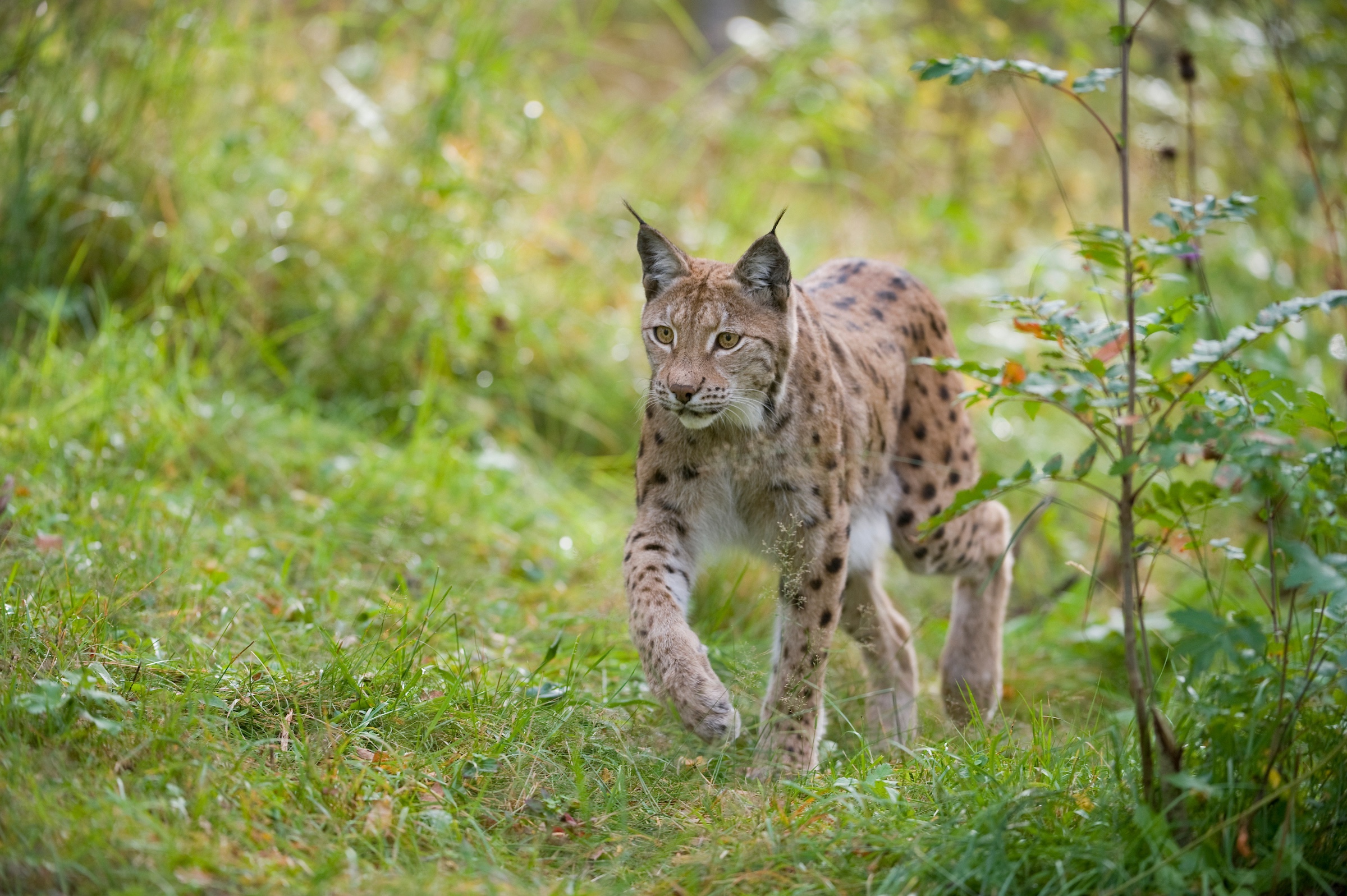 Eurasian lynx