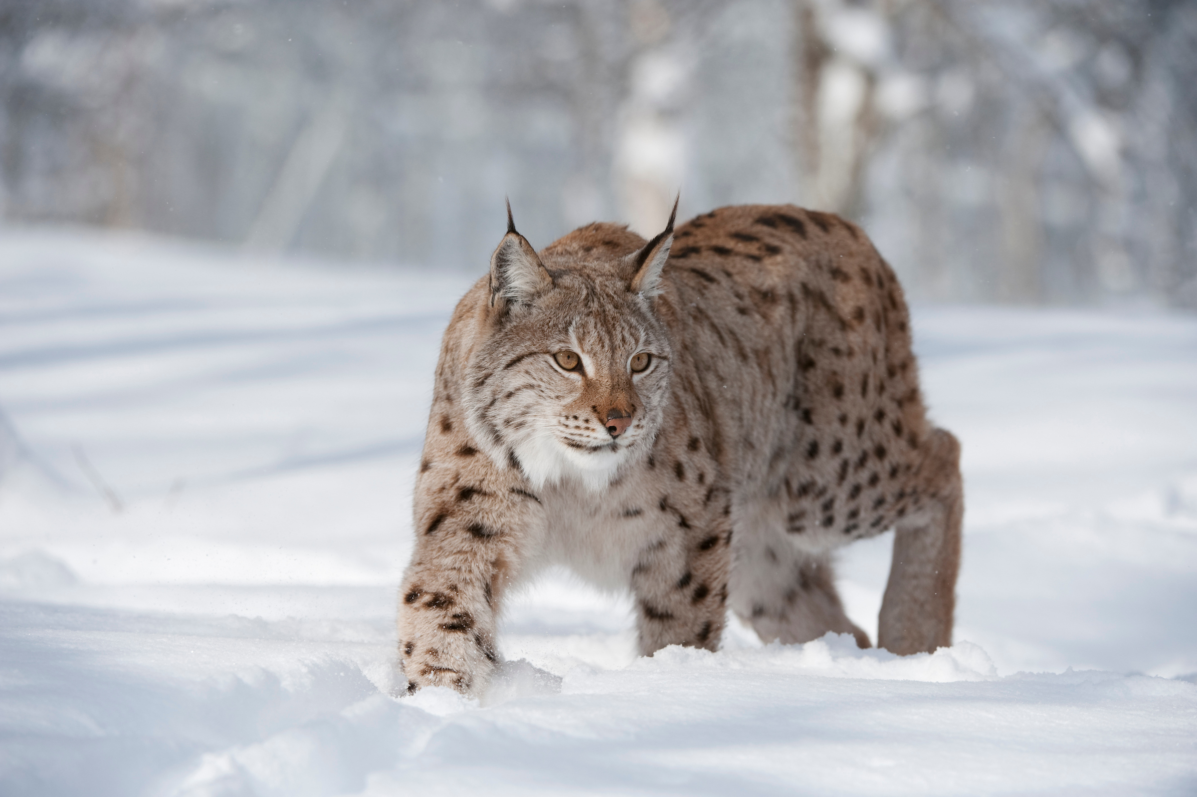 First Minister’s refusal to consider lynx reintroduction ‘out of step’ with public opinion