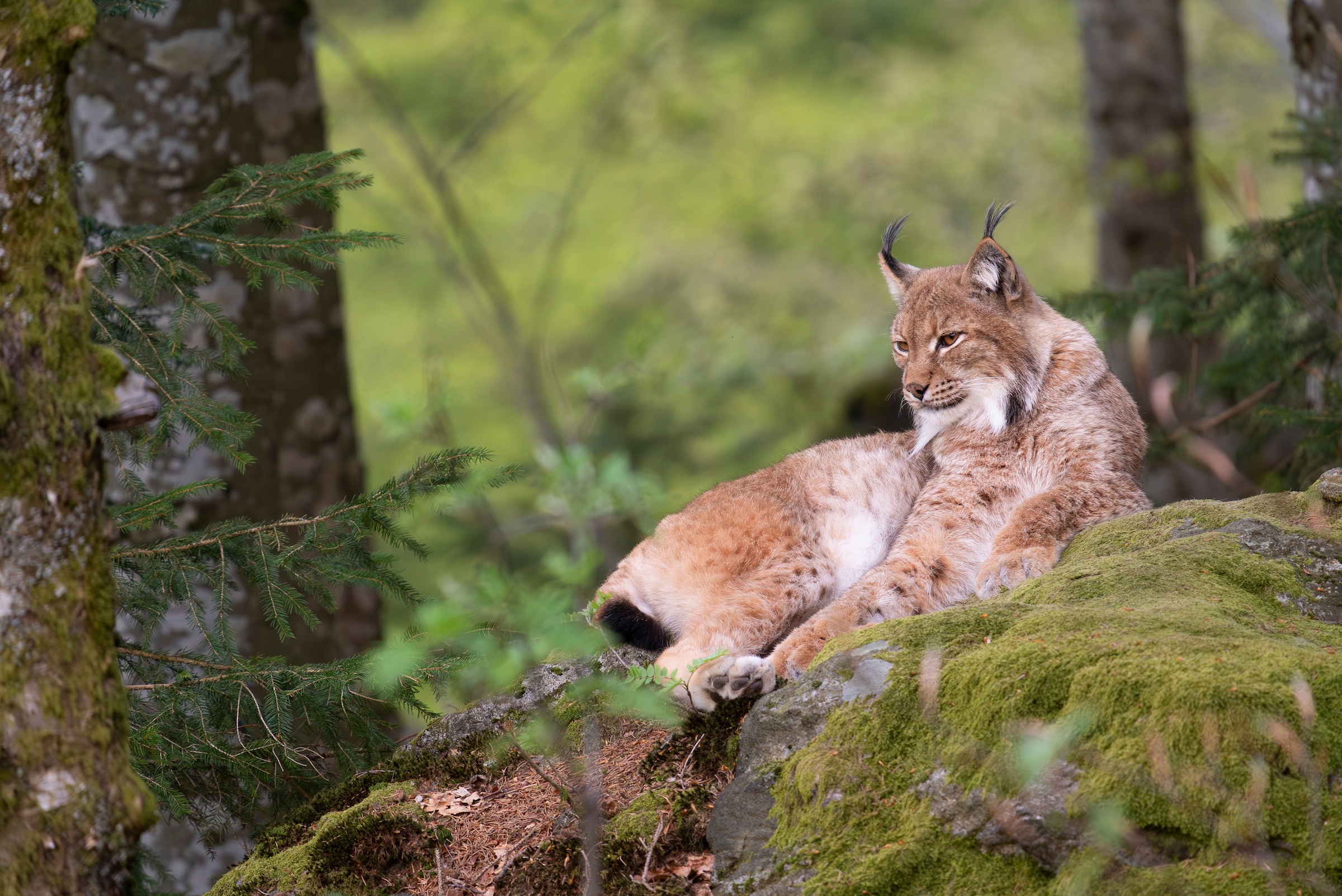Lynx to Scotland Information Sessions